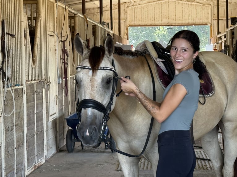 American Quarter Horse Mix Gelding 5 years 15 hh Buckskin in Weatherford, TX
