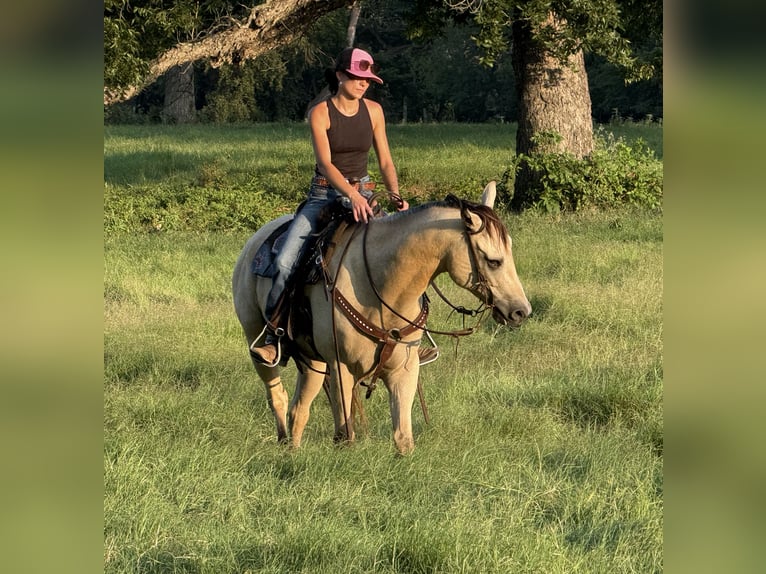 American Quarter Horse Mix Gelding 5 years 15 hh Buckskin in Weatherford, TX