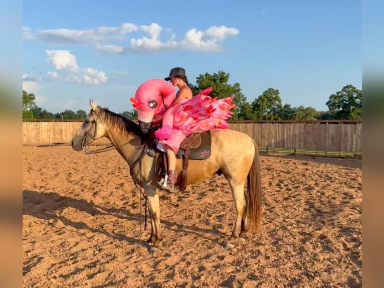 American Quarter Horse Mix Gelding 5 years 15 hh Buckskin in Weatherford, TX