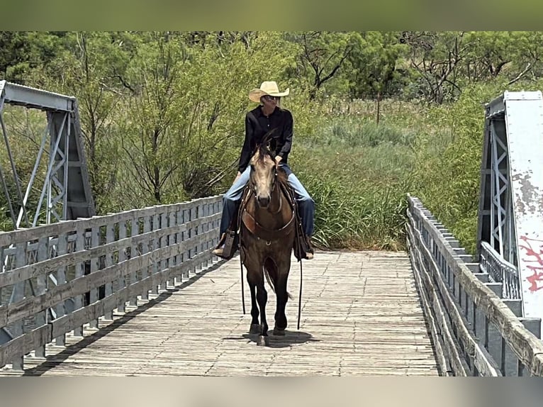 American Quarter Horse Gelding 5 years 15 hh Buckskin in Jacksboro KY