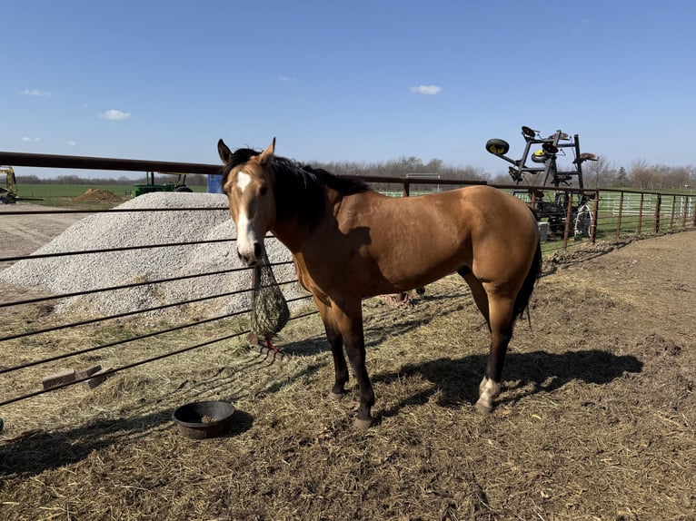 American Quarter Horse Gelding 5 years 15 hh Buckskin in Erie, illinois