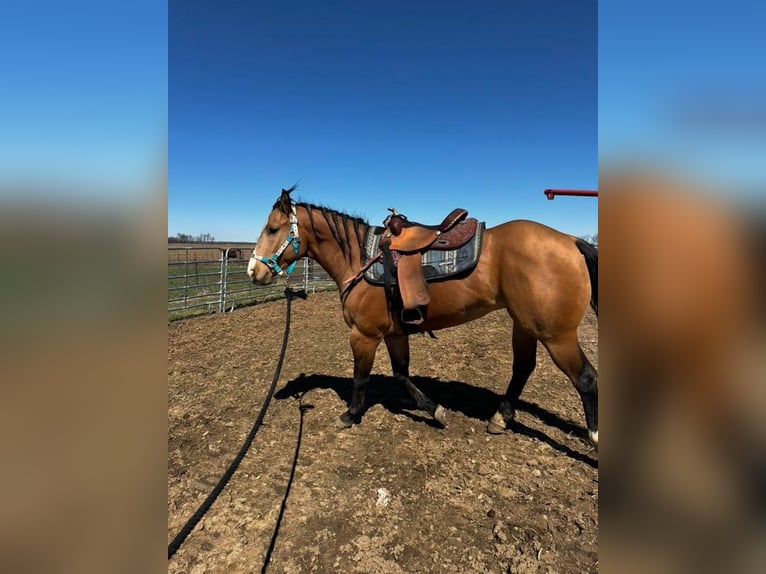 American Quarter Horse Gelding 5 years 15 hh Buckskin in Erie, illinois