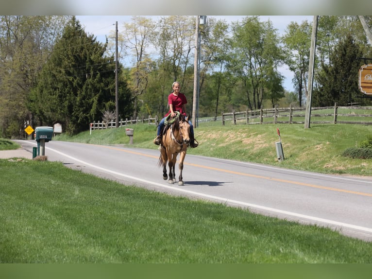 American Quarter Horse Gelding 5 years 15 hh Buckskin in Millersburg