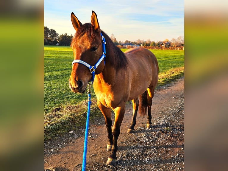 American Quarter Horse Gelding 5 years 15 hh Buckskin in Bad Dürrenberg