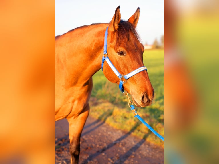 American Quarter Horse Gelding 5 years 15 hh Buckskin in Bad Dürrenberg