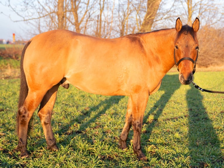 American Quarter Horse Gelding 5 years 15 hh Buckskin in Bad Dürrenberg