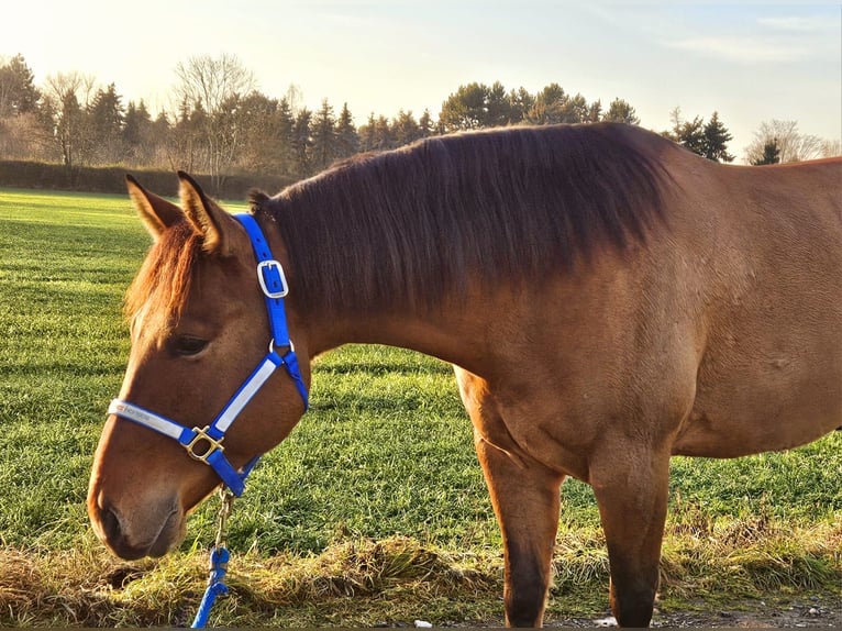 American Quarter Horse Gelding 5 years 15 hh Buckskin in Bad Dürrenberg