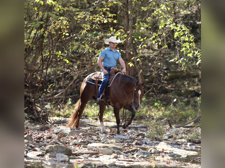 American Quarter Horse Gelding 5 years 15 hh Chestnut in Buffalo