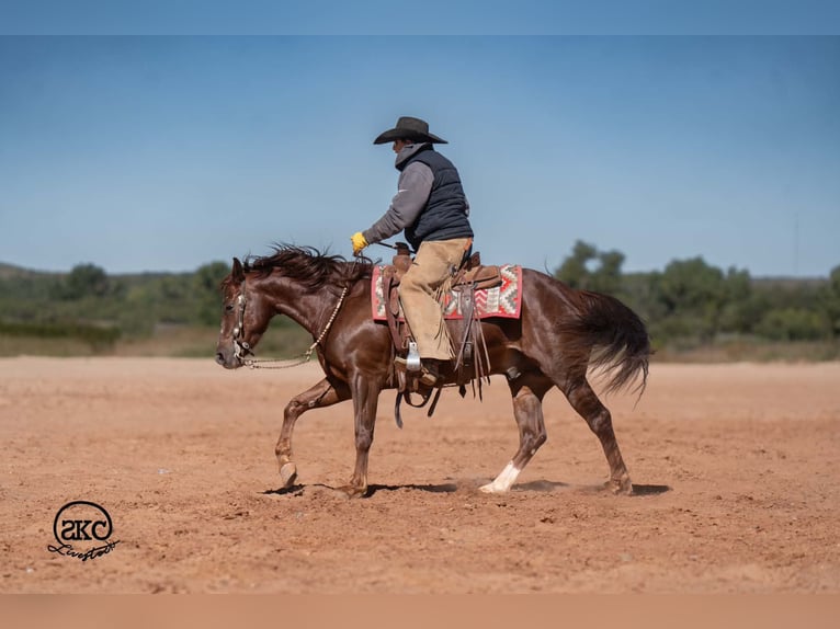 American Quarter Horse Gelding 5 years 15 hh Chestnut in Canyon