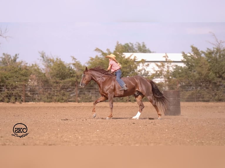American Quarter Horse Gelding 5 years 15 hh Chestnut in Canyon