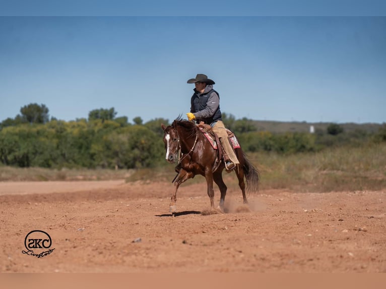 American Quarter Horse Gelding 5 years 15 hh Chestnut in Canyon