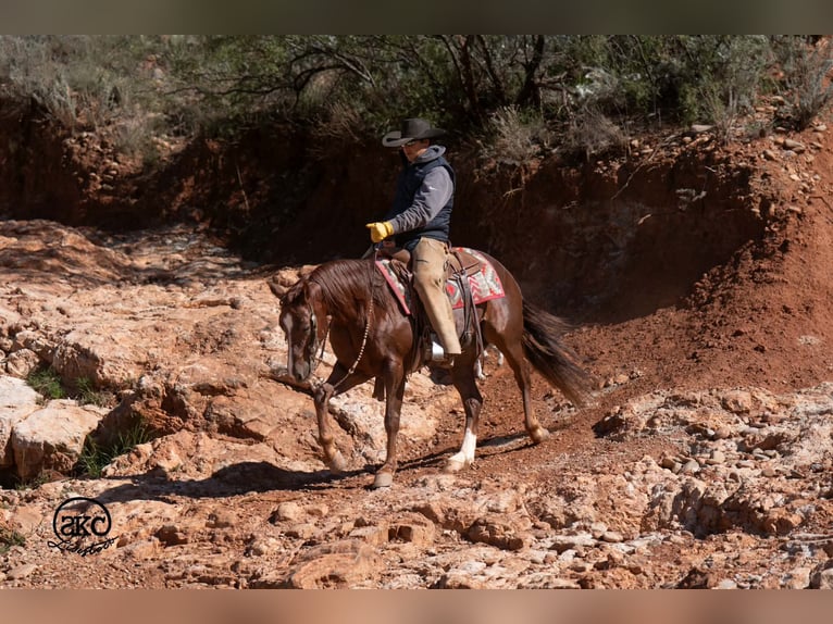 American Quarter Horse Gelding 5 years 15 hh Chestnut in Canyon