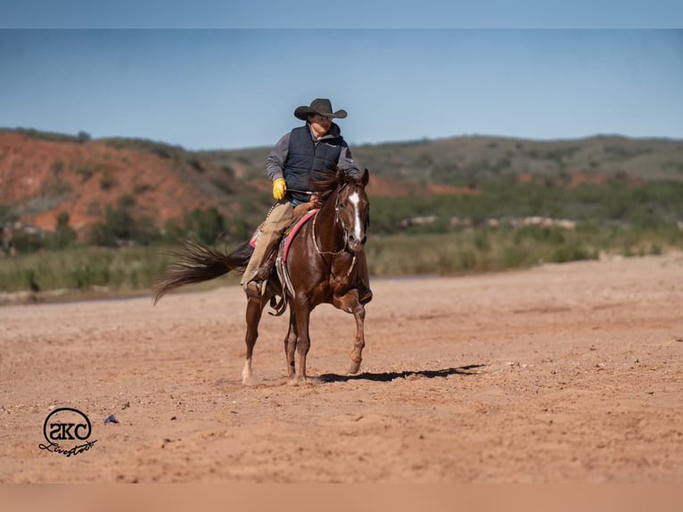 American Quarter Horse Gelding 5 years 15 hh Chestnut in Canyon