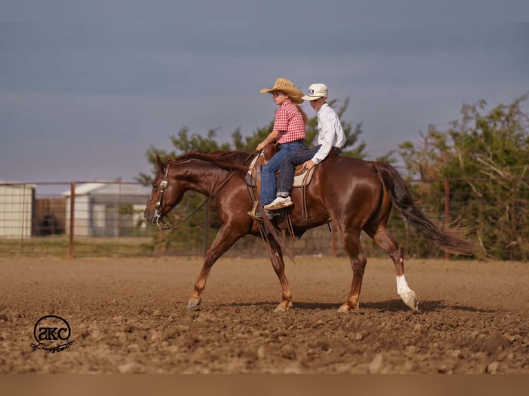 American Quarter Horse Gelding 5 years 15 hh Chestnut in Canyon