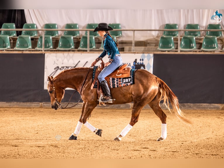 American Quarter Horse Gelding 5 years 15 hh Chestnut-Red in Wels