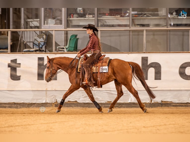 American Quarter Horse Gelding 5 years 15 hh Chestnut-Red in Simonswald