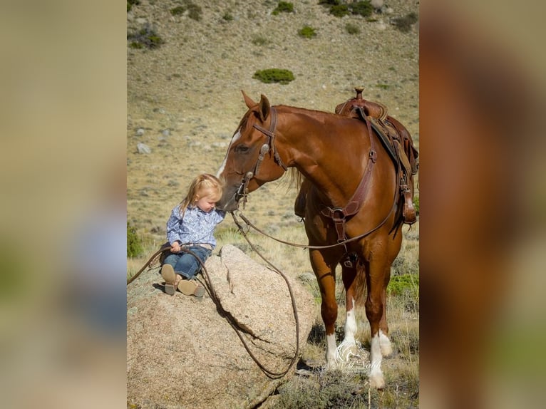 American Quarter Horse Gelding 5 years 15 hh Chestnut in Cody, WY
