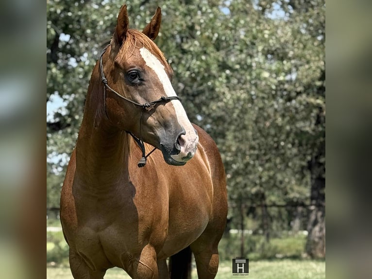 American Quarter Horse Gelding 5 years 15 hh Chestnut in Jacksboro, TX