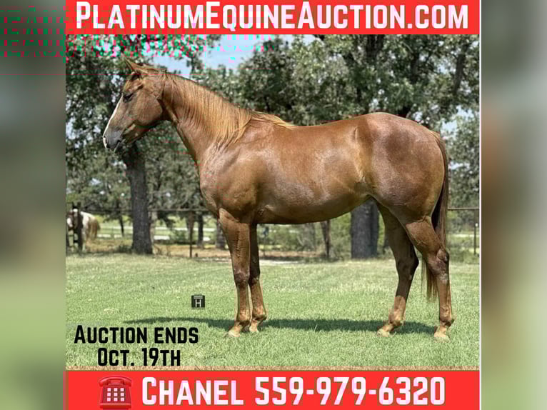 American Quarter Horse Gelding 5 years 15 hh Chestnut in Jacksboro, TX