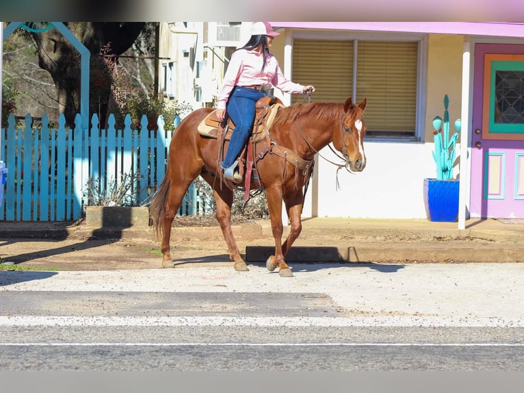 American Quarter Horse Gelding 5 years 15 hh Chestnut in Canton TX