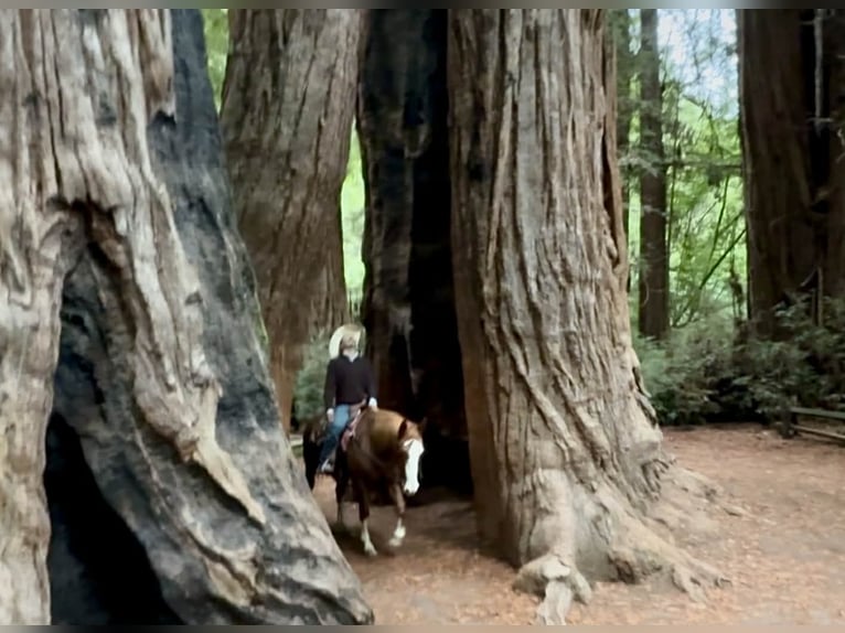 American Quarter Horse Gelding 5 years 15 hh Chestnut in Paicines CA