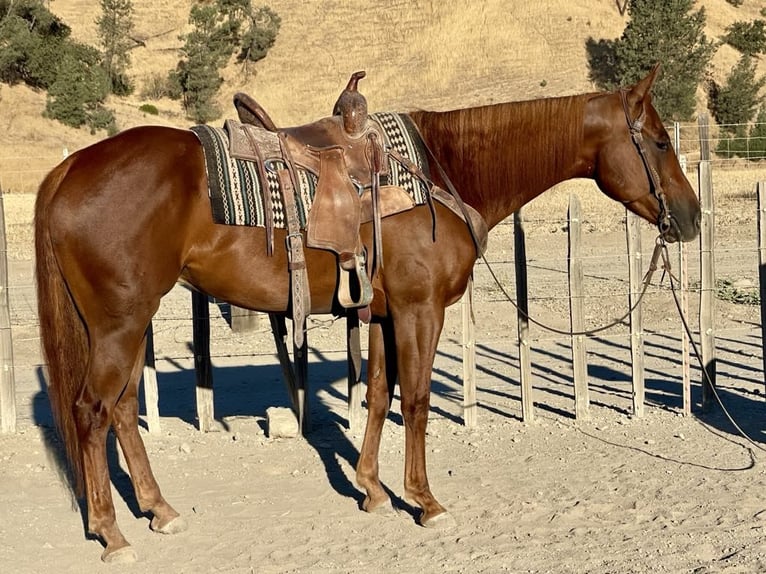 American Quarter Horse Gelding 5 years 15 hh Chestnut in Paicines CA