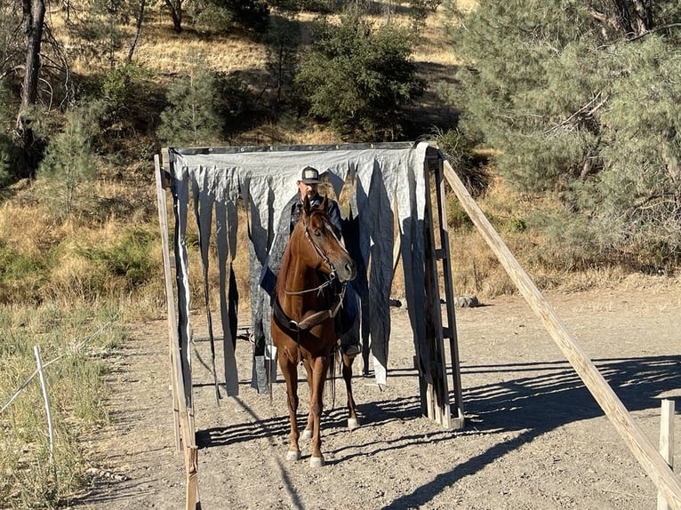 American Quarter Horse Gelding 5 years 15 hh Chestnut in Paicines CA