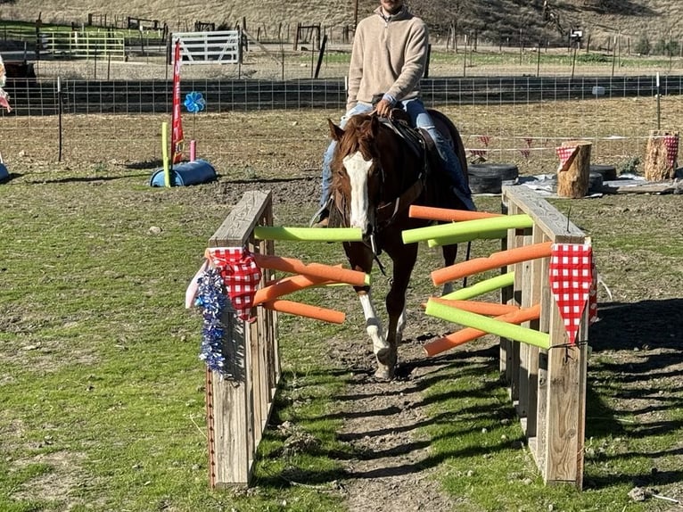 American Quarter Horse Gelding 5 years 15 hh Chestnut in Paicines CA