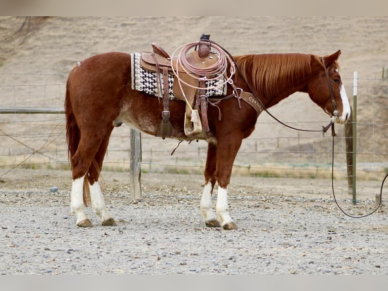 American Quarter Horse Gelding 5 years 15 hh Chestnut in Paicines CA