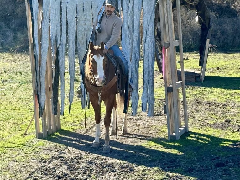 American Quarter Horse Gelding 5 years 15 hh Chestnut in Paicines CA