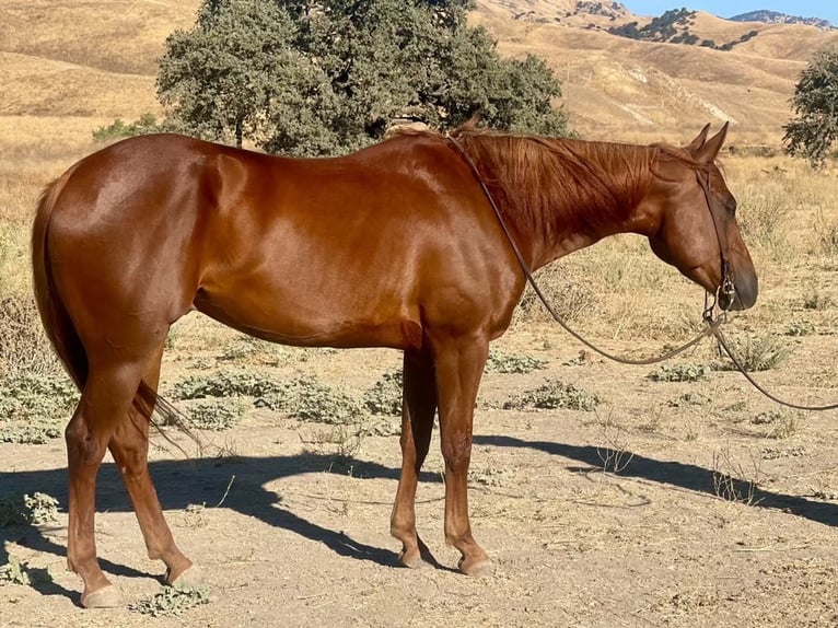 American Quarter Horse Gelding 5 years 15 hh Chestnut in Paicines CA