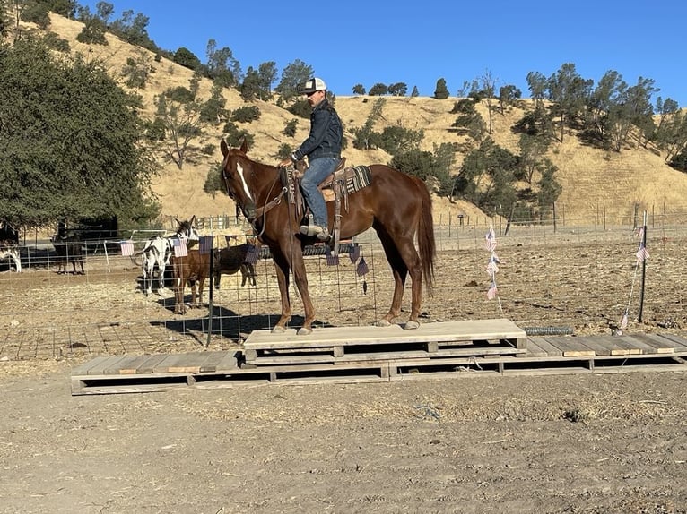 American Quarter Horse Gelding 5 years 15 hh Chestnut in Paicines CA