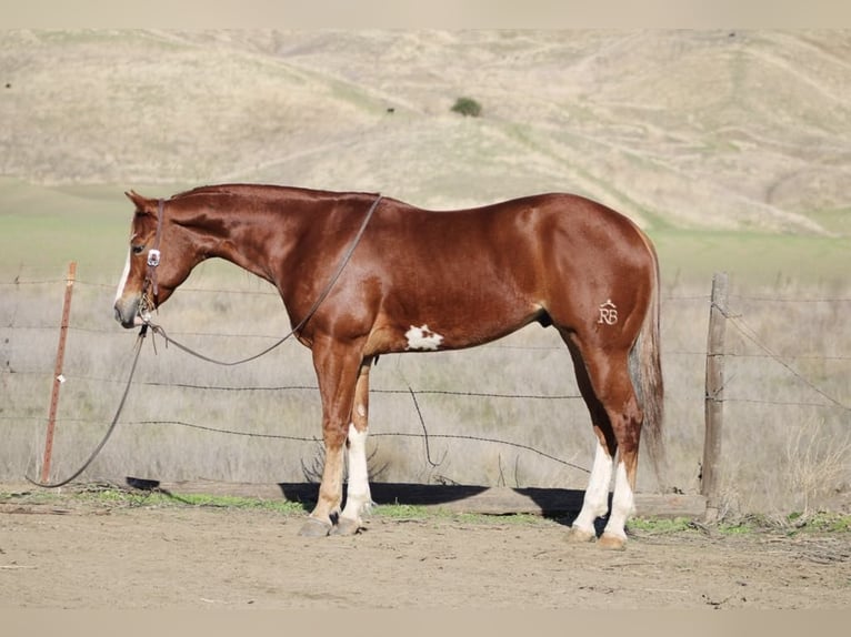 American Quarter Horse Gelding 5 years 15 hh Chestnut in Paicines CA