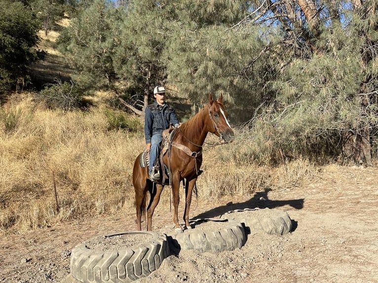 American Quarter Horse Gelding 5 years 15 hh Chestnut in Paicines CA