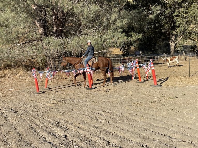 American Quarter Horse Gelding 5 years 15 hh Chestnut in Paicines CA