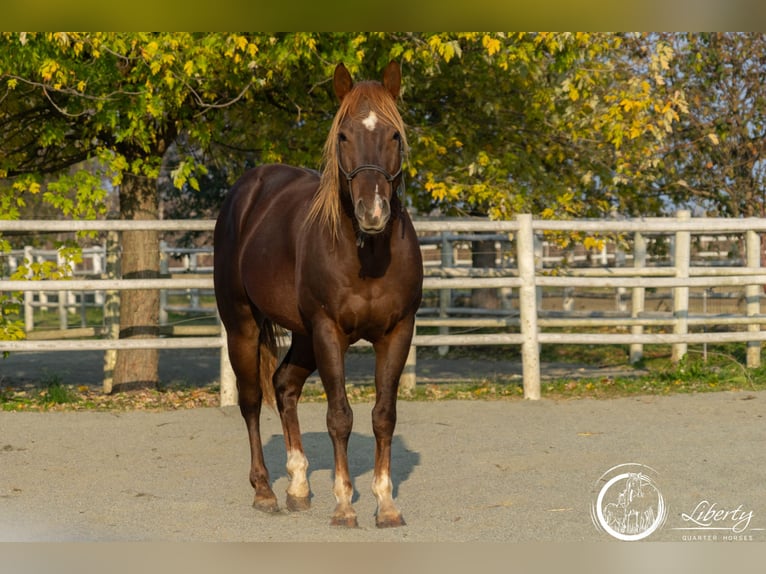 American Quarter Horse Gelding 5 years 15 hh Chestnut in Carpeneto