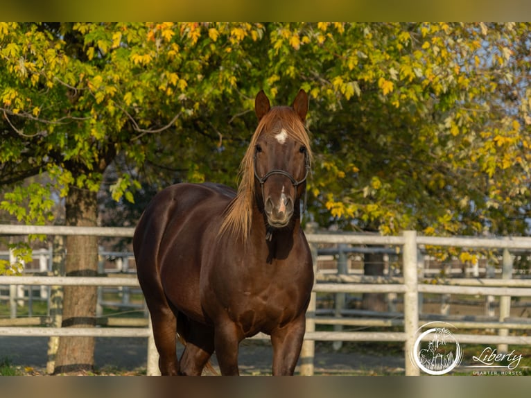 American Quarter Horse Gelding 5 years 15 hh Chestnut in Carpeneto