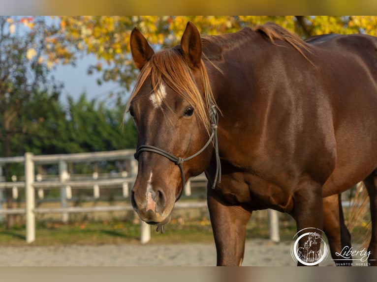 American Quarter Horse Gelding 5 years 15 hh Chestnut in Carpeneto