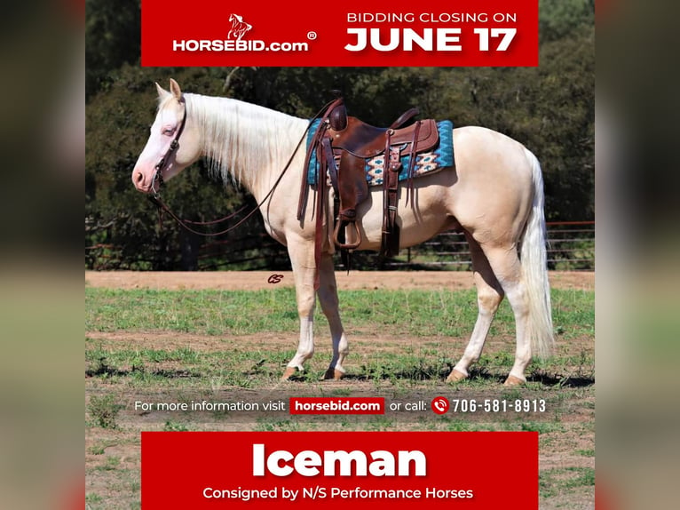 American Quarter Horse Gelding 5 years 15 hh Cremello in Chatsworth, GA