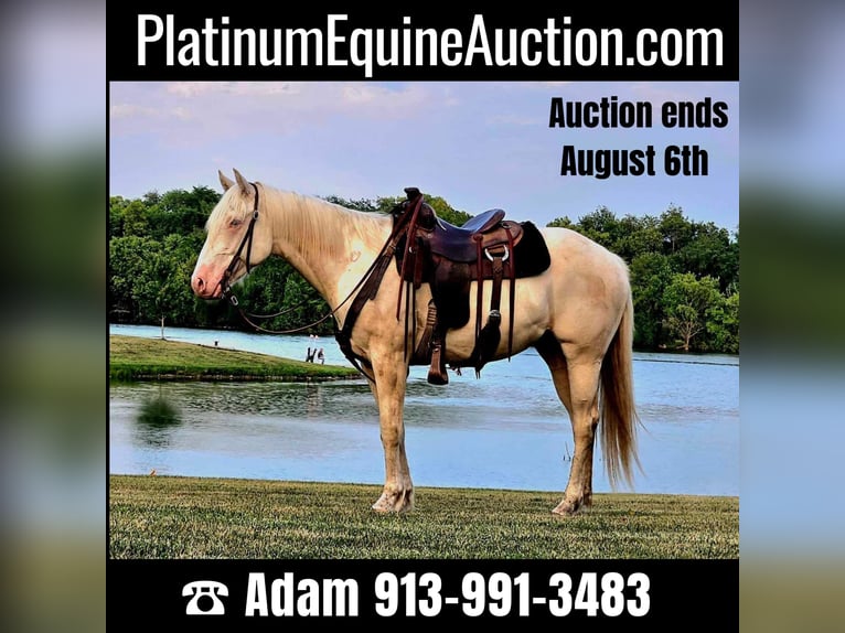 American Quarter Horse Gelding 5 years 15 hh Cremello in LaCygne, KS