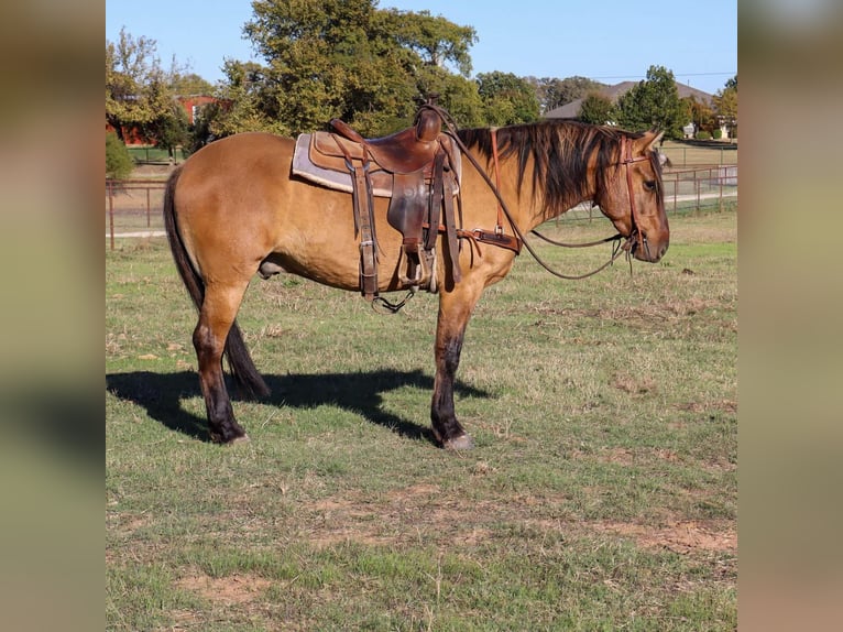 American Quarter Horse Gelding 5 years 15 hh Dun in Milsap TX