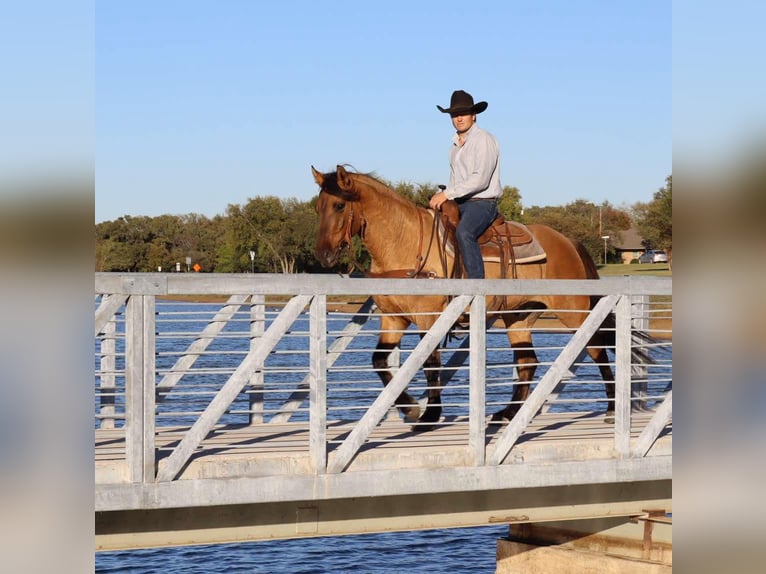 American Quarter Horse Gelding 5 years 15 hh Dun in Milsap TX