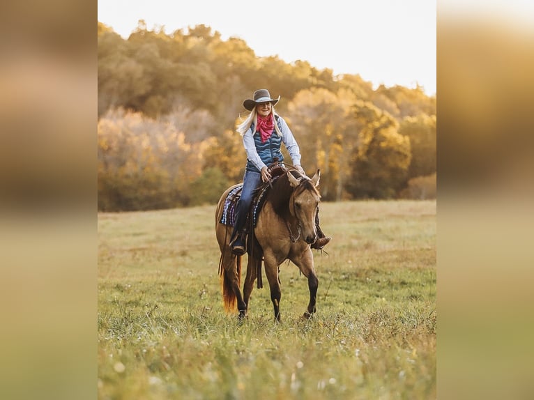 American Quarter Horse Gelding 5 years 15 hh Dun in Lyles, TN