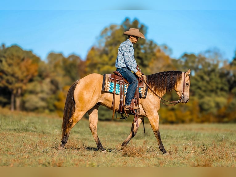 American Quarter Horse Gelding 5 years 15 hh Dun in Lyles, TN