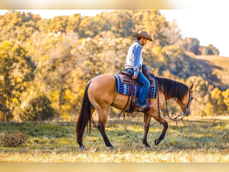 American Quarter Horse Gelding 5 years 15 hh Dun in Lyles, TN