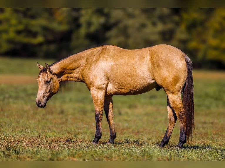 American Quarter Horse Gelding 5 years 15 hh Dun in Lyles, TN