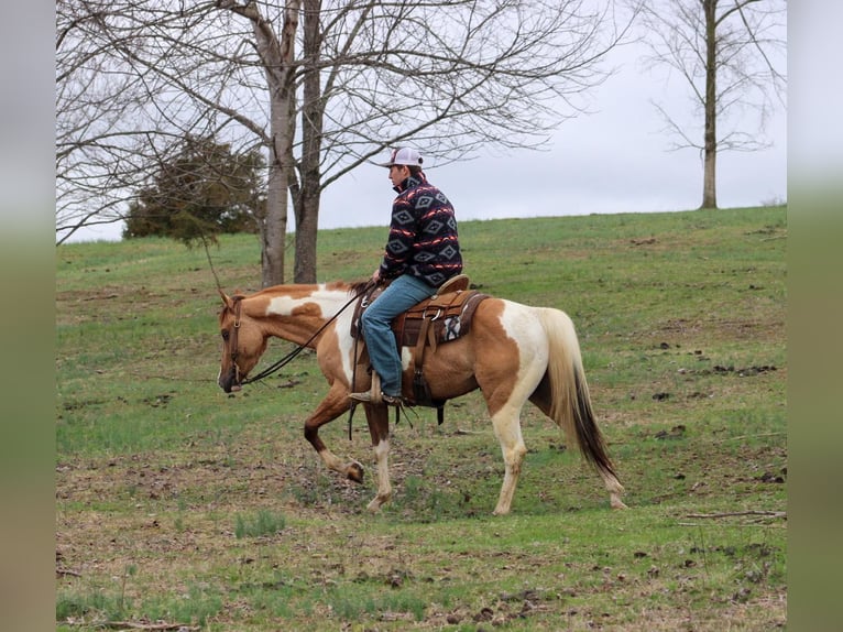 American Quarter Horse Gelding 5 years 15 hh Dun in Lexington IN