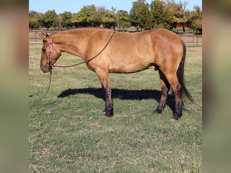 American Quarter Horse Gelding 5 years 15 hh Dun in Milsap TX