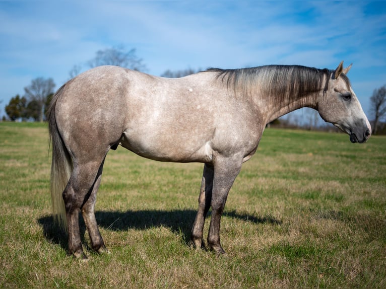 American Quarter Horse Gelding 5 years 15 hh Gray in Madisonville
