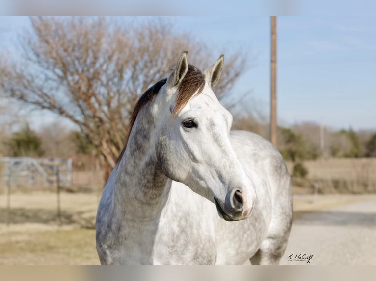 American Quarter Horse Gelding 5 years 15 hh Gray in Ravenna, TX